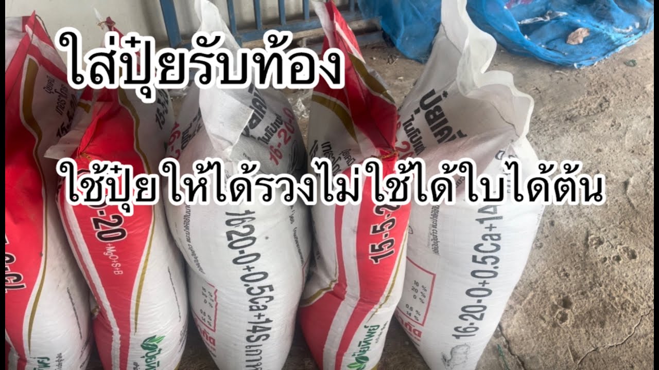 ใส่ปุ๋ยข้าวรับท้องใส่แบบไหน