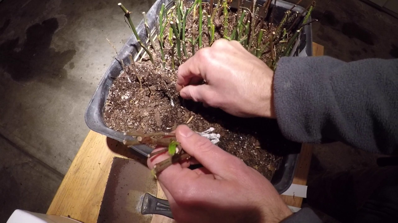 Hardwood Cuttings