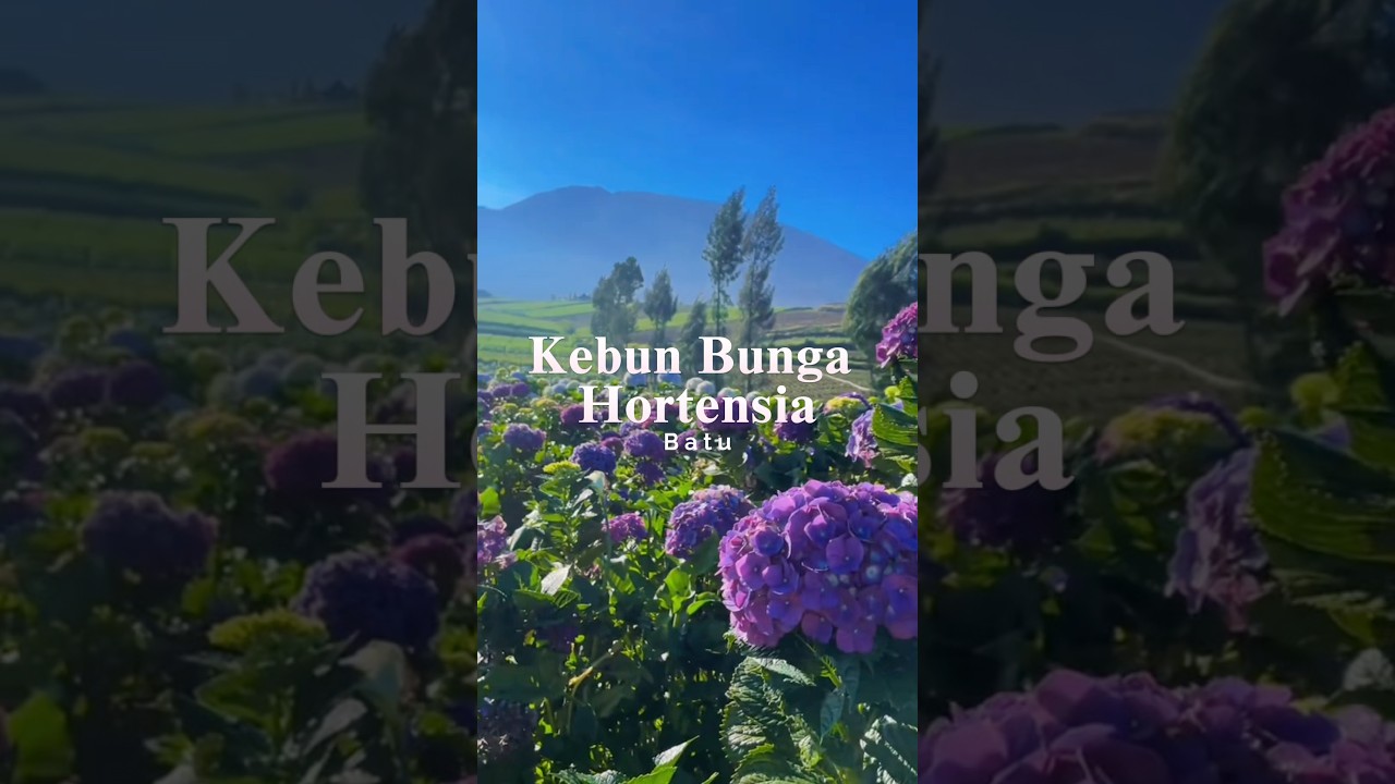 Kebun Bunga Hortensia, Batu. #batu #malang #indonesia #tourism #wonderfulindonesia