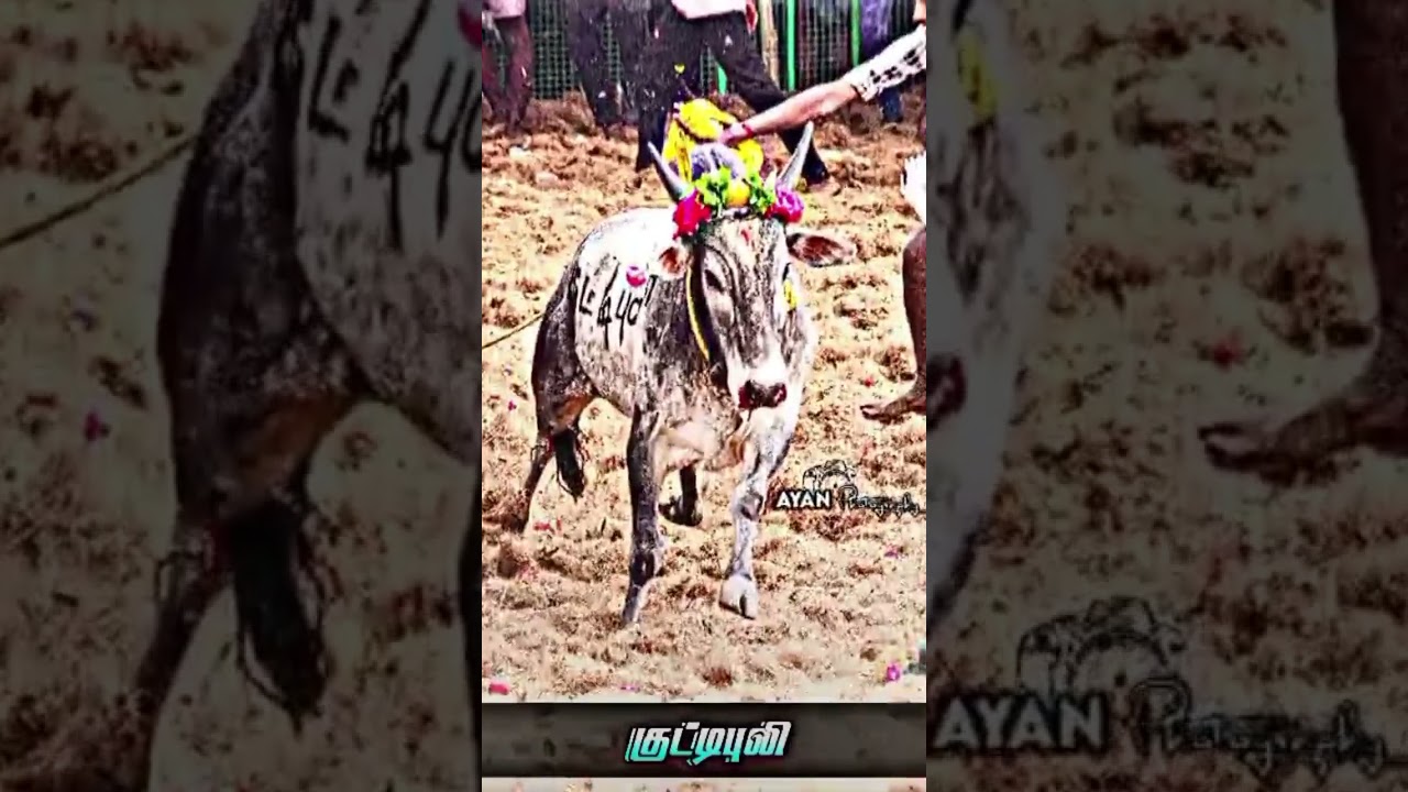 kuttipuli#jallikattu#kalaigal#annavasal#jallikattu#2025#fire#moment#mowni#shariq#videos