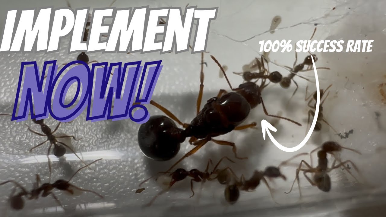 Ant Keeping Tips and Tricks, that You&rsquo;ll Wish You knew Sooner!