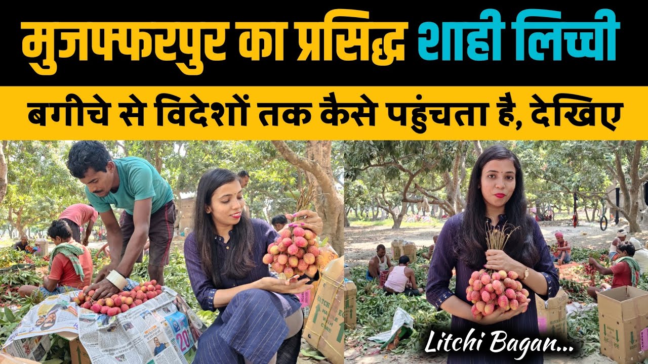 Muzaffarpur का फेमस शाही लिच्ची। World Famous Lichi। Litchi Garden Of Muzaffarpur Bihar। Farming
