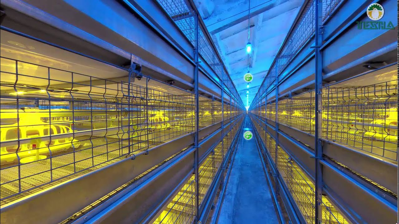 3D tour - Full automatic chicken cage for Poultry Meet Production
