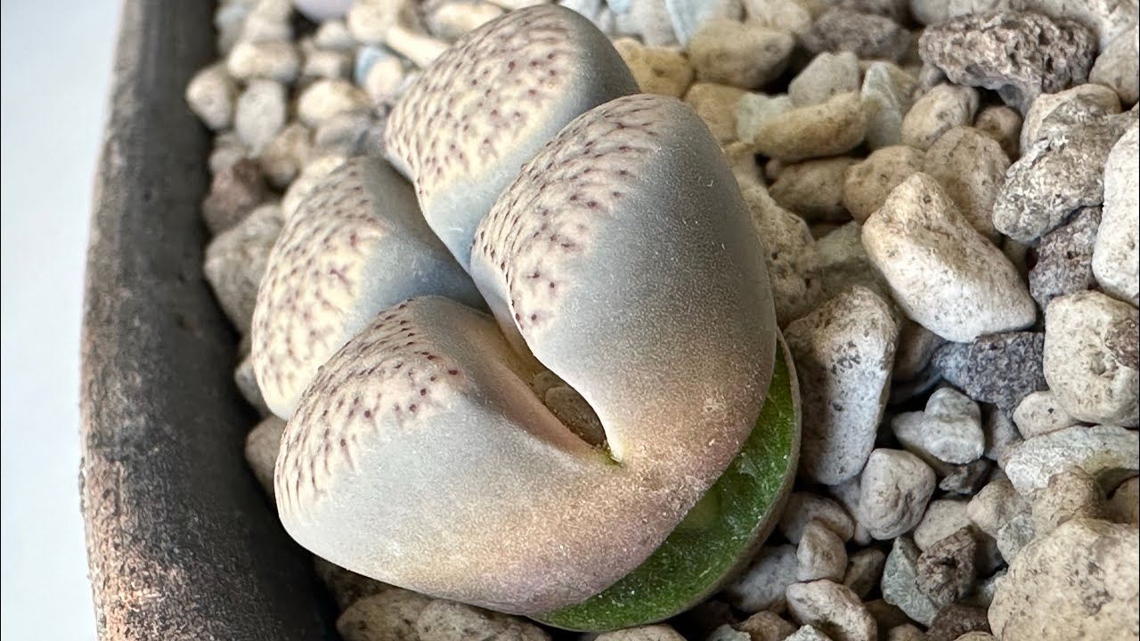 Литопсы/ Lithops. Отрыв головы у Литопса. 31.10.24