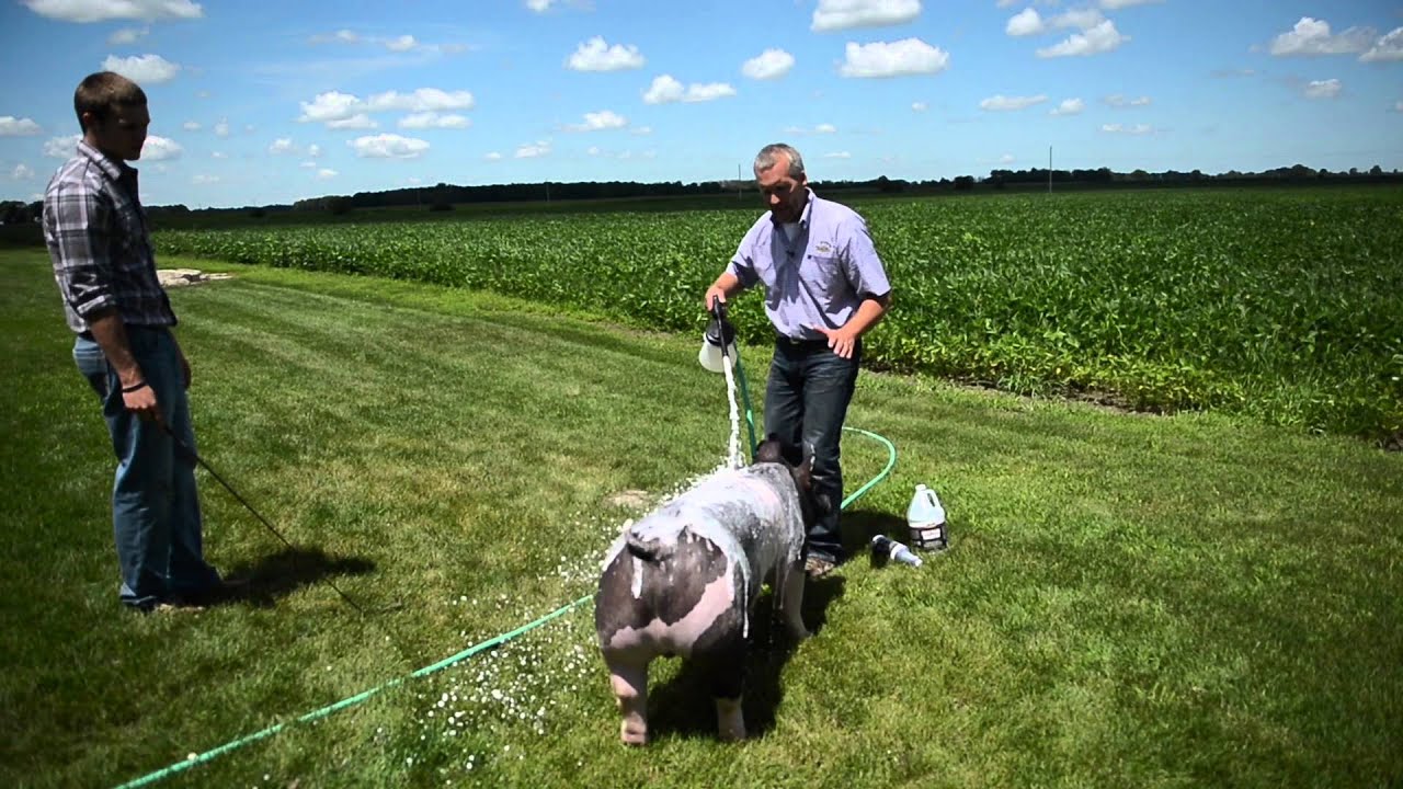 Wash your Show Pig with the Livestock Foamer
