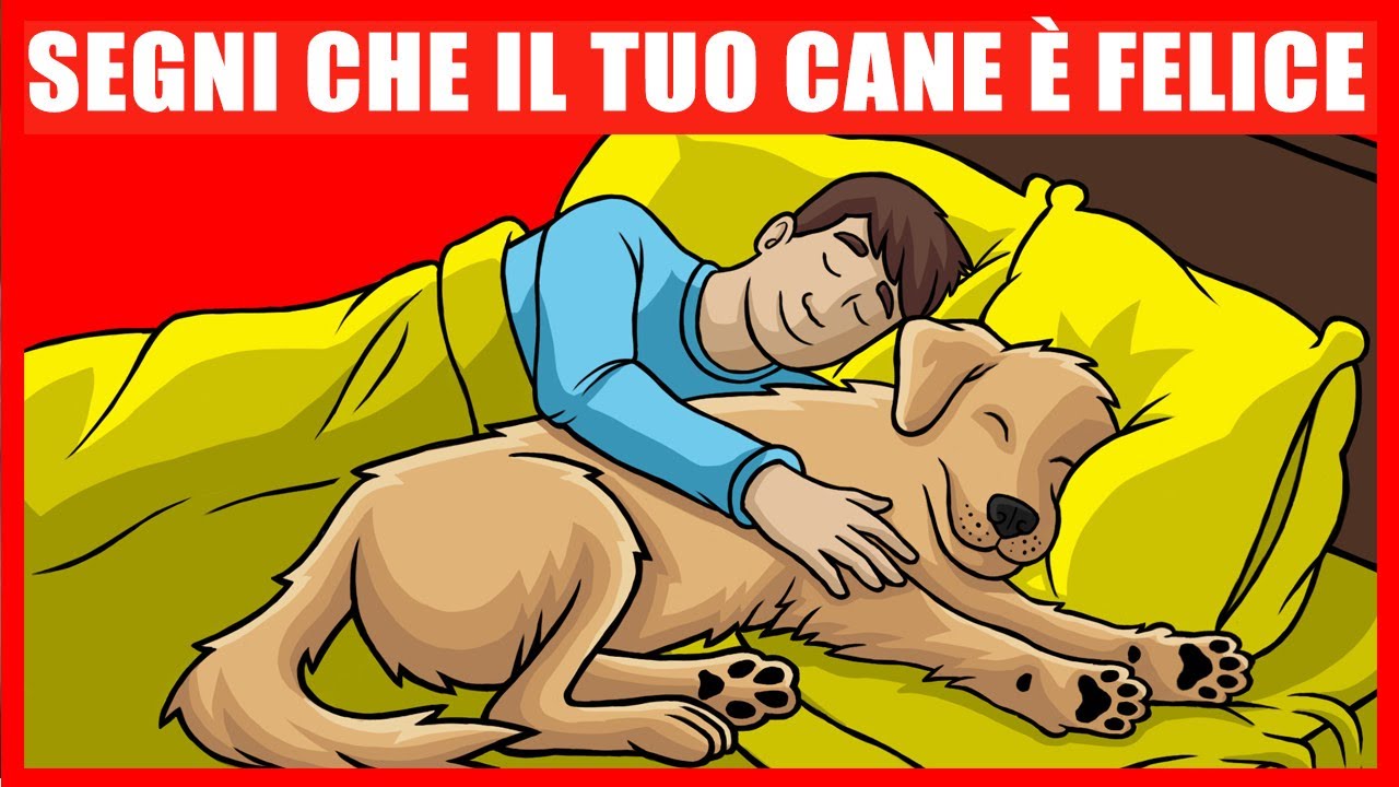 14 segni che il tuo cane è MOLTO felice e in salute