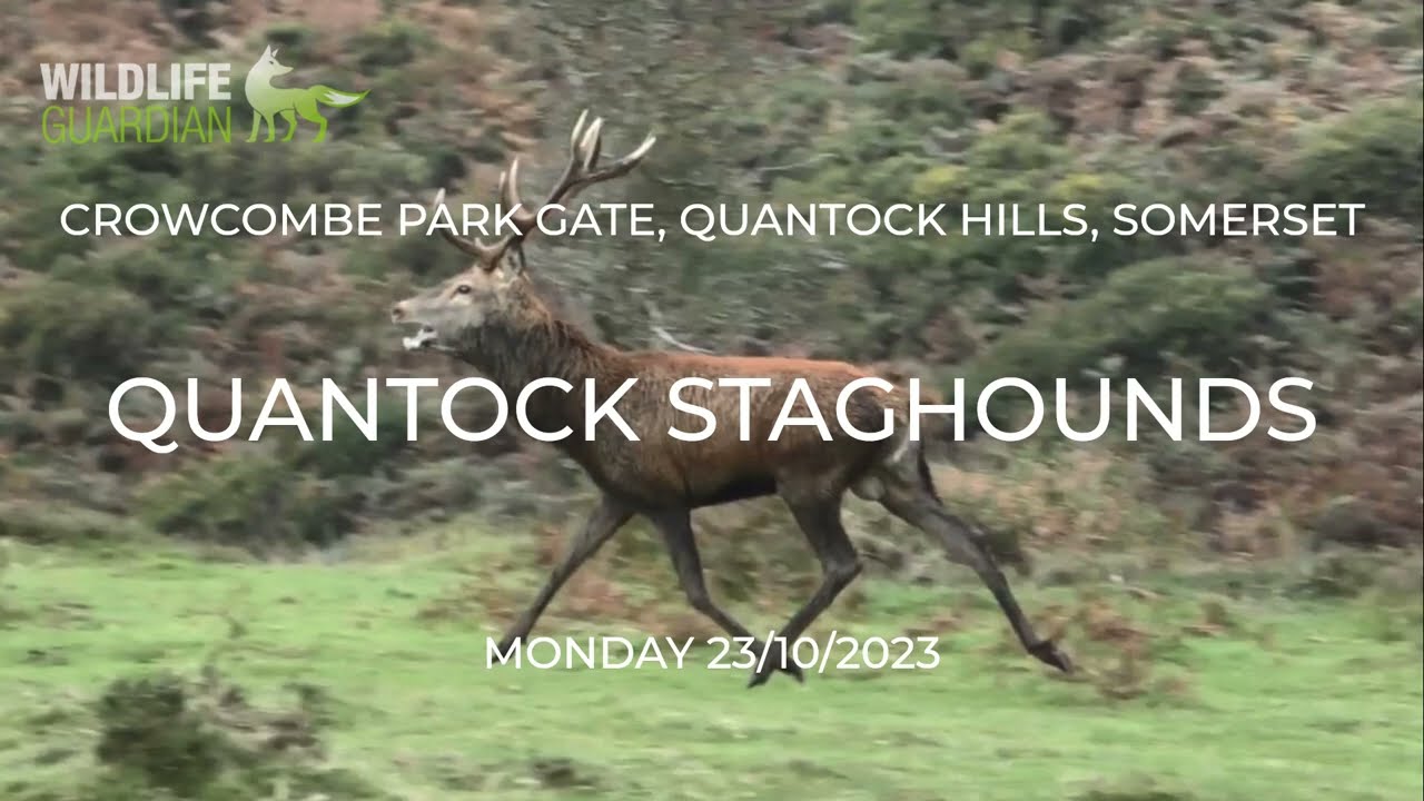 Police probe hunt as stag hunted for two hours