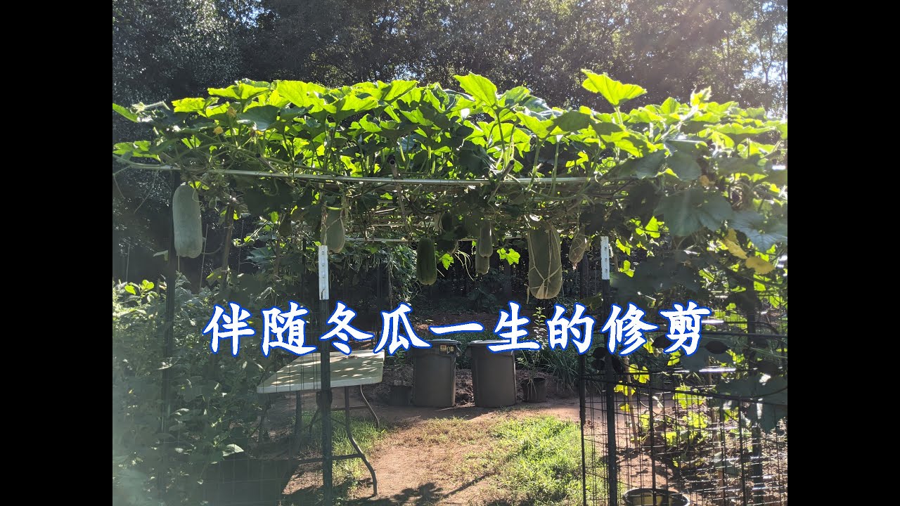 伴随冬瓜一生的修剪方法（134）