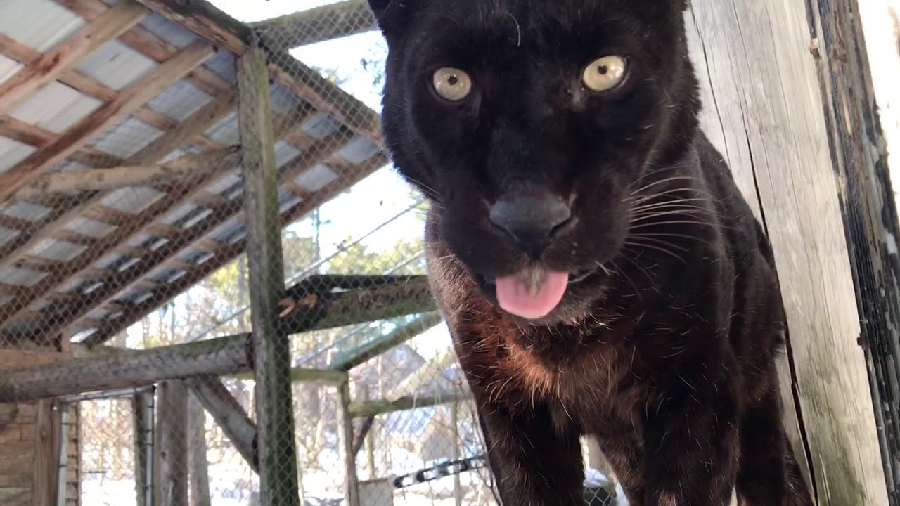 Black Leopard at DEW Haven&mdash;Maine zoo & rescue