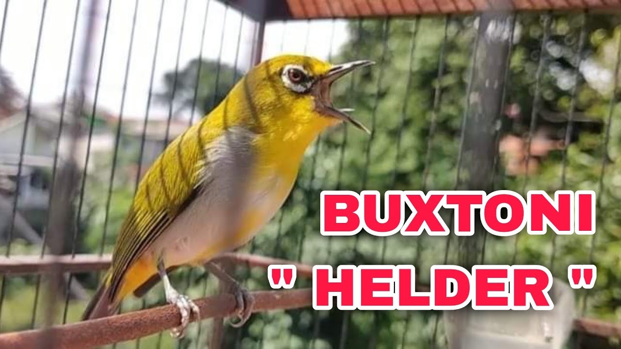 PLECI BUXTONI 