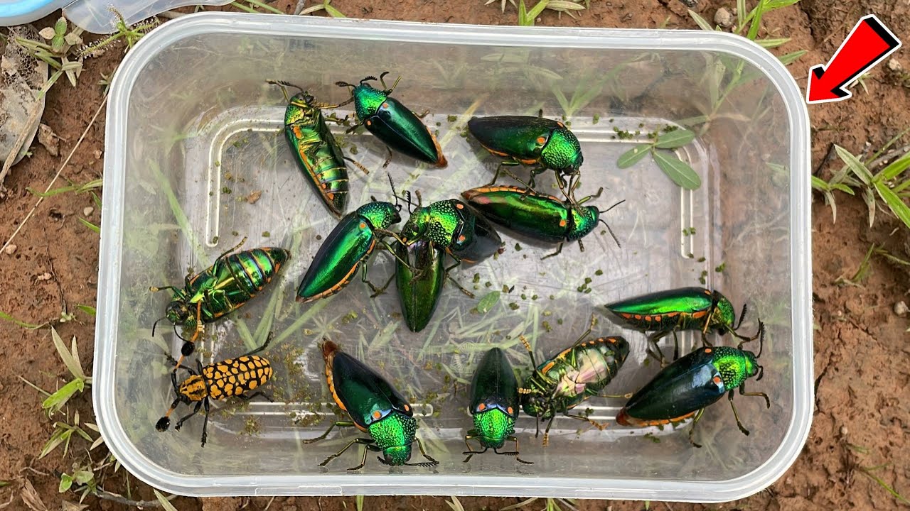 I Catch Giant Beetles Flying | Jewel Beetles, Longhorn Beetle!