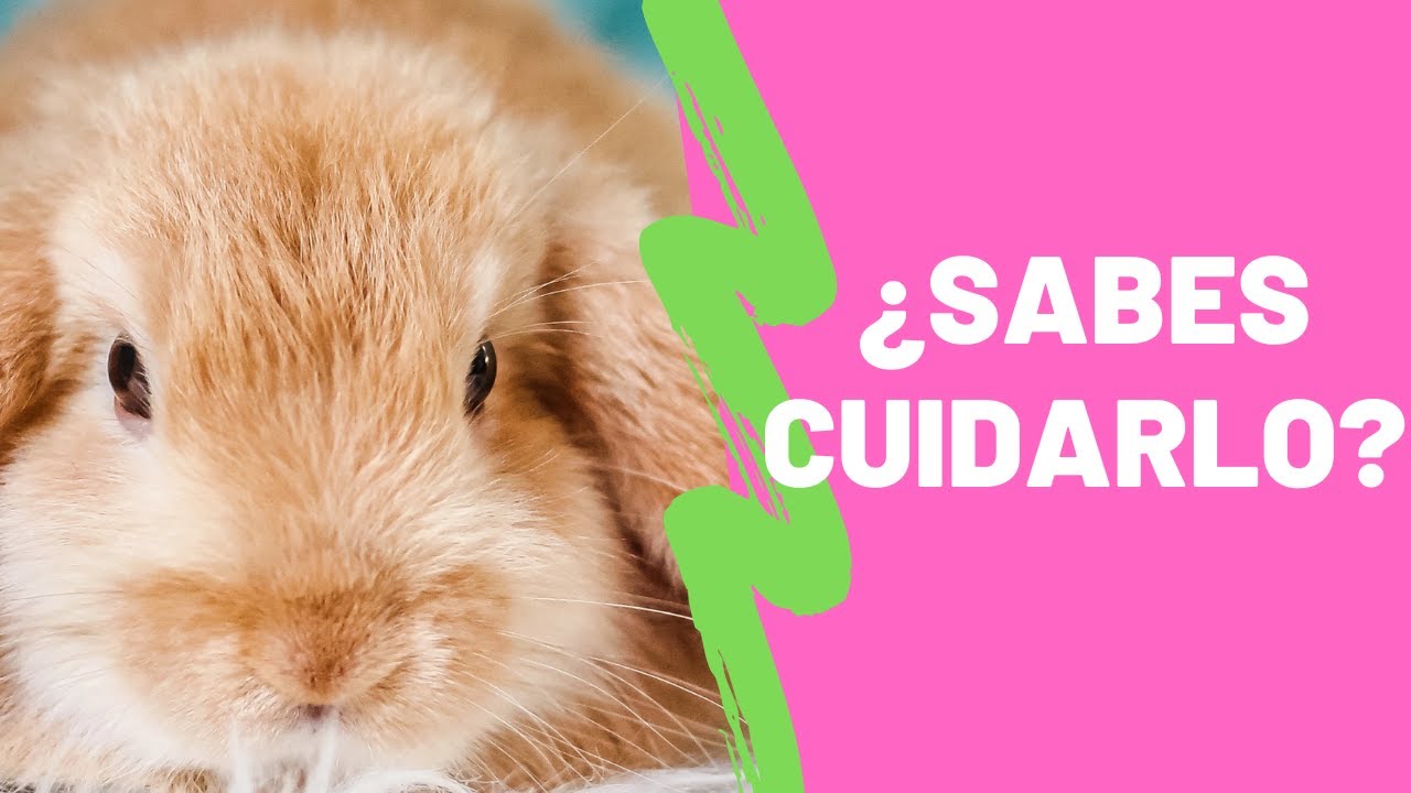 Cuidados Veterinarios Del Conejo - Para que vivan más y mejor