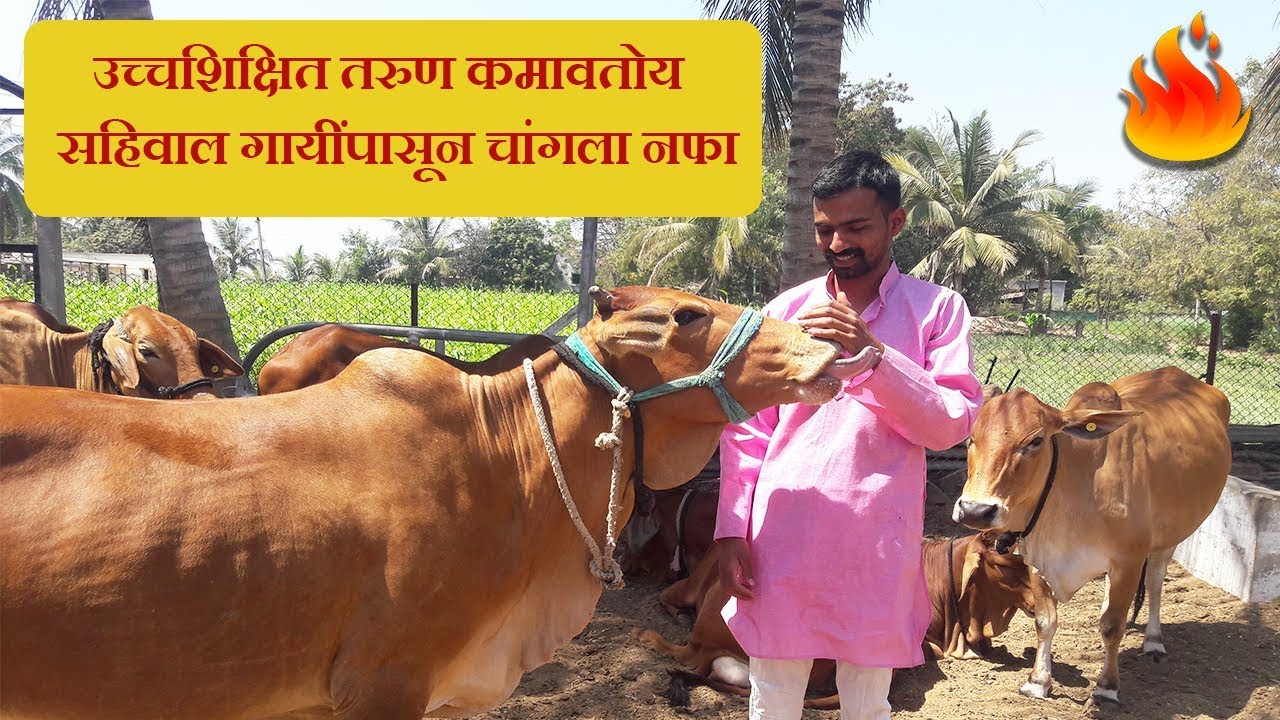 सातारा जिल्ह्यातील एकमेव असा सहिवाल गायींचा फार्म | कृषिवेद वेदिक फार्म | सचिन ताम्हाणे | फलटण