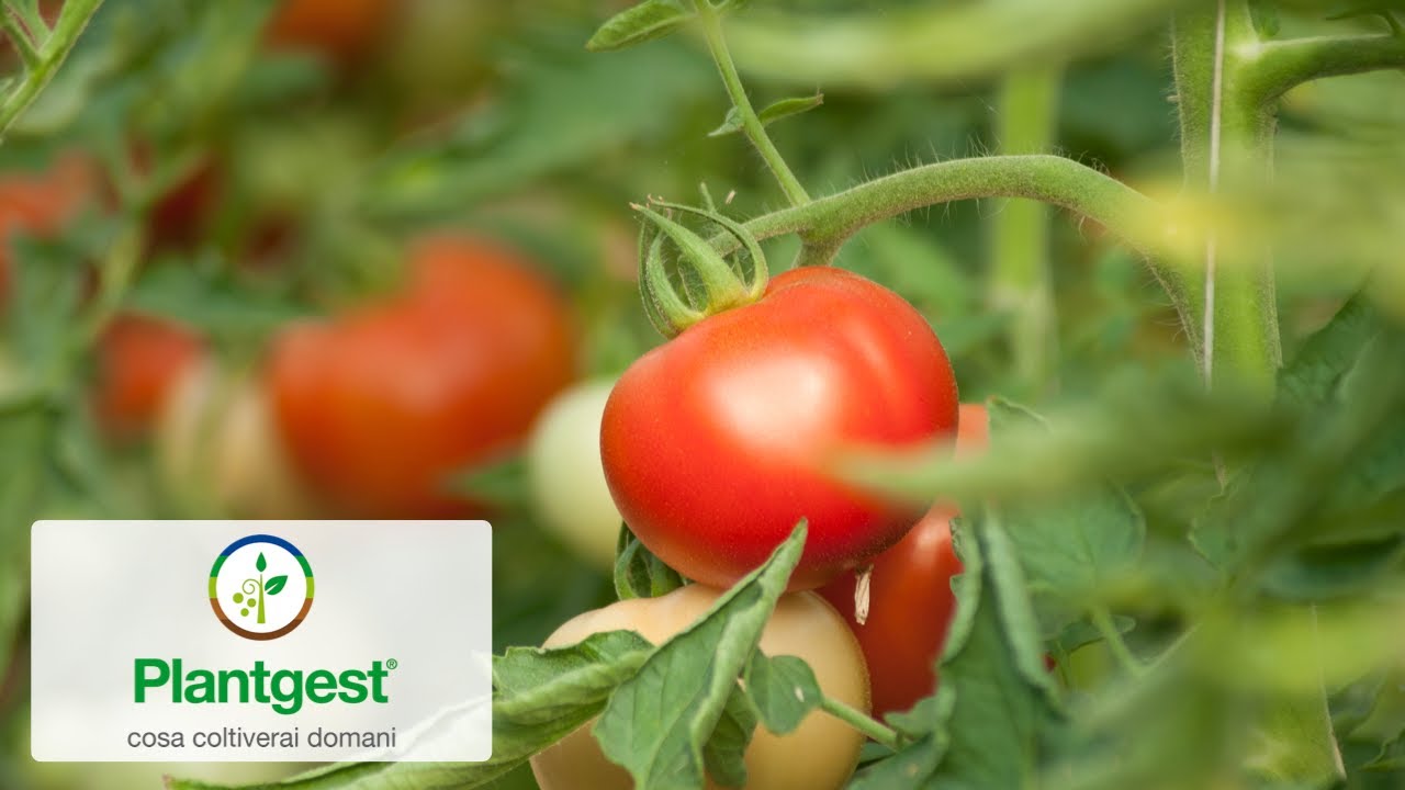 Pomodoro da mensa, ritorno al gusto