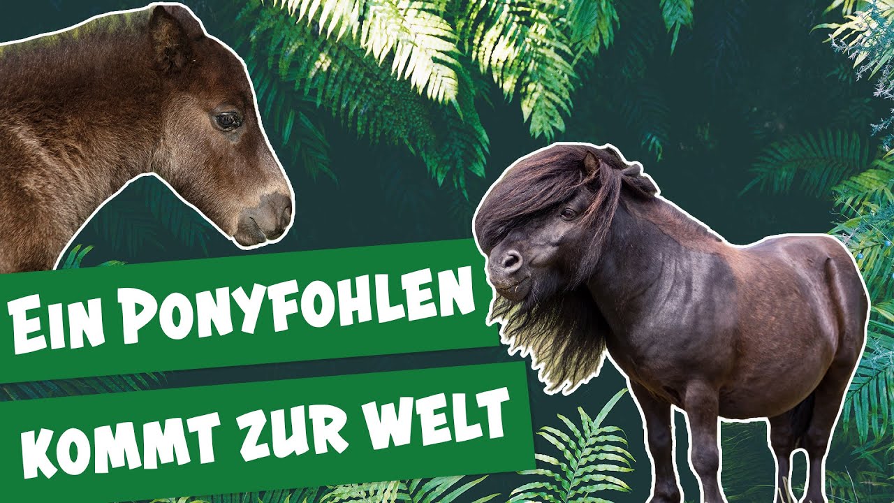 Wie wird ein Pony geboren? I Panda, Gorilla & Co.