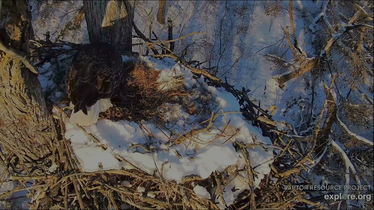 Deorah North Eagles 3-2-26 DNF brings more nesting, looks cozy