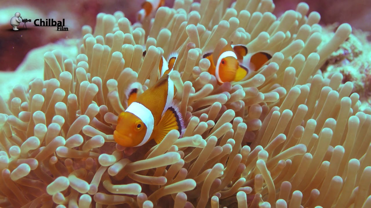 Tropical coral reefs under pressure Part 3: LIFE ON TROPICAL REEFS