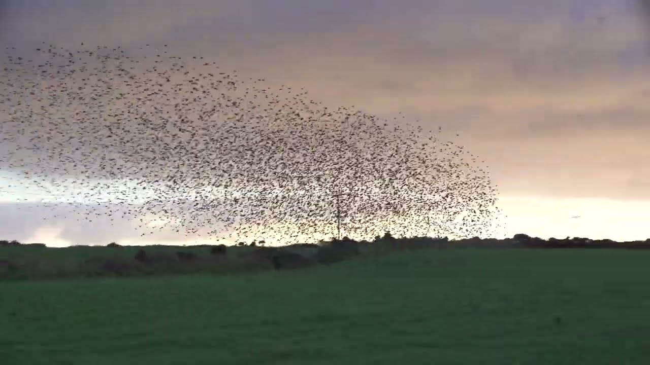 Cornwall's sky in motion. Why do Starlings do this?