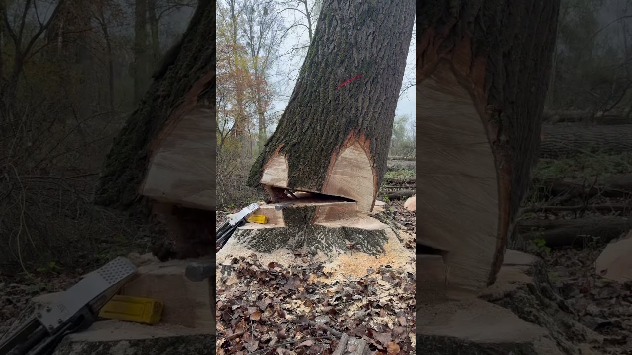 2 Meter Durchmesser 🌳 #bigtree #forestry #treefelling #logger #chainsawman