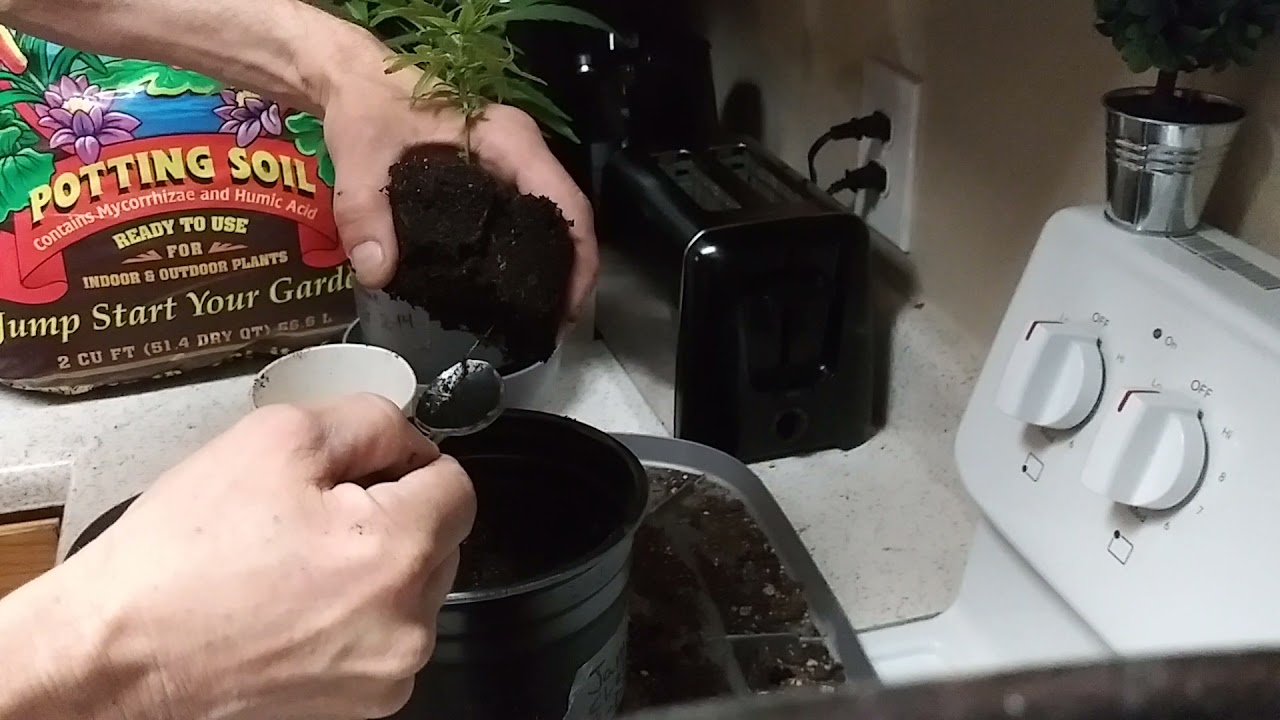 Transplanting Clones To Bigger Pots!