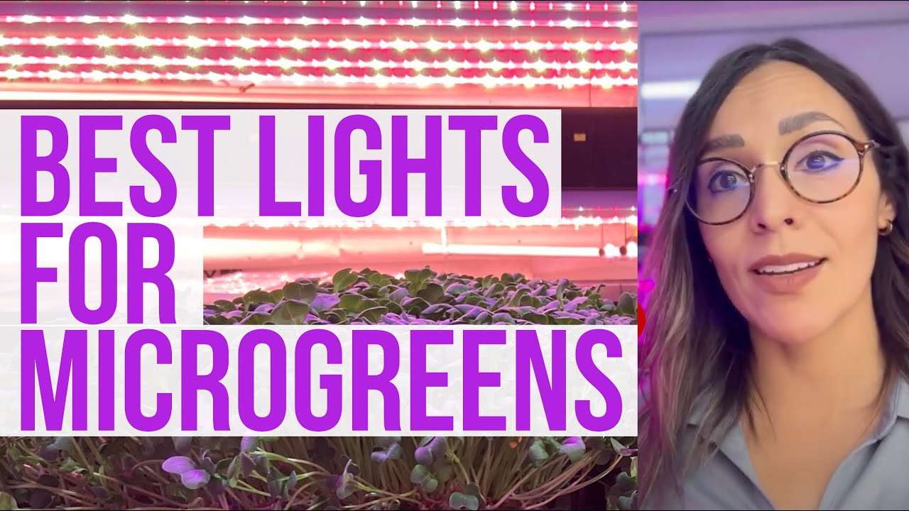 Best LED Lights for Growing for Microgreens