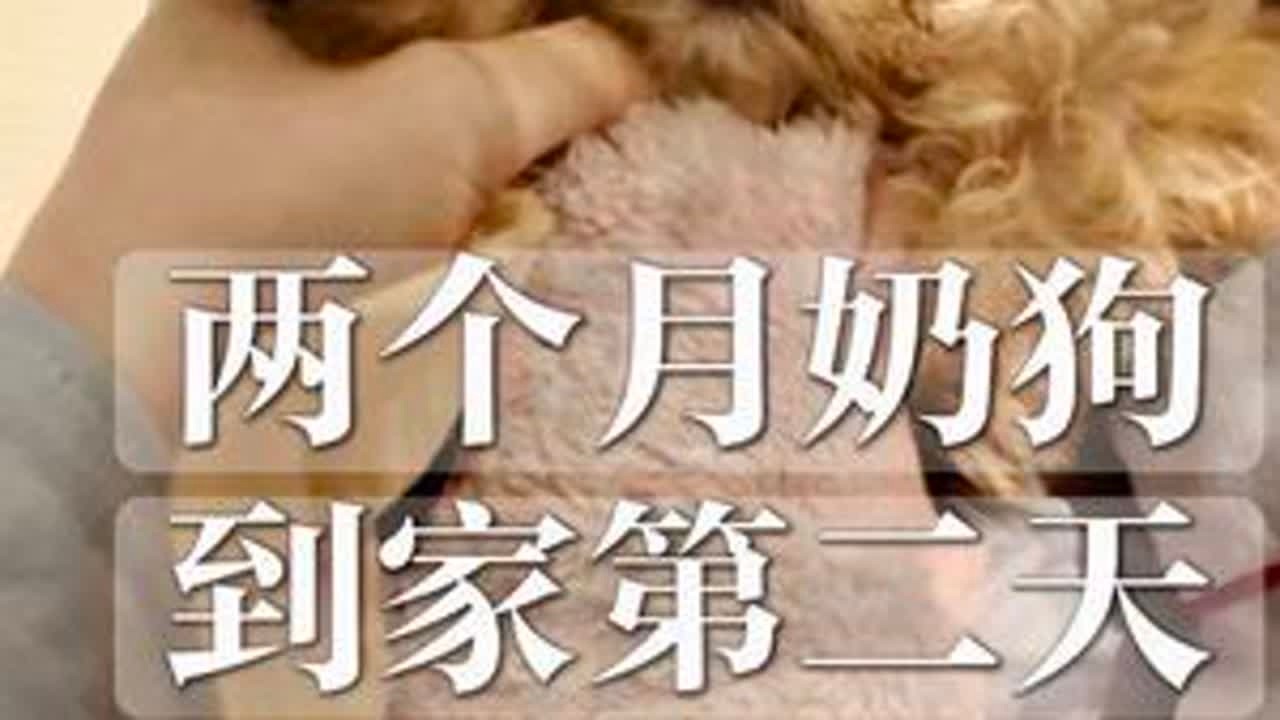 四分钟体验｜幼犬第一顿饭该怎么喂❓怎么训可以让以后的性格更稳定训练更好训？只需要一顿饭就够了！#幼犬 #幼犬训练 #养狗经验分享 #vlog十亿流量扶持计划 #创作人计划 @抖音创作小助手 @...