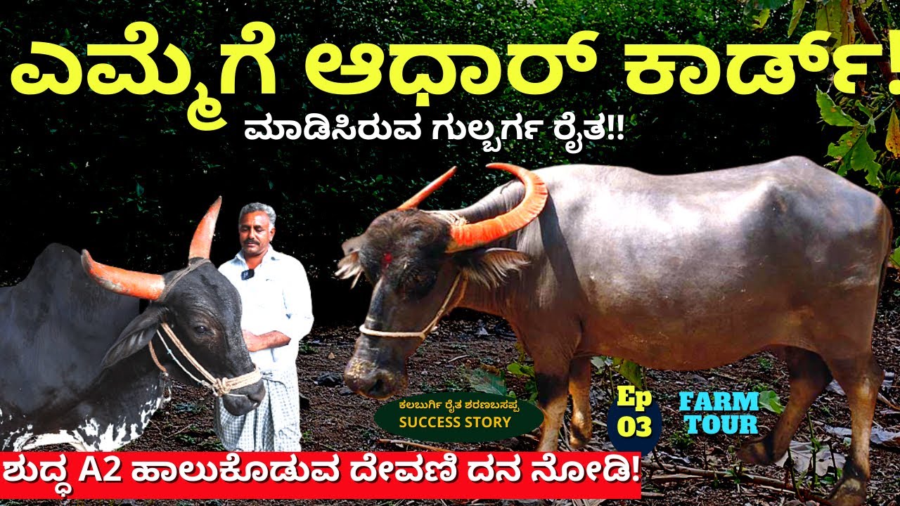 FARM TOUR-"ಶುದ್ಧ A2 ಹಾಲು ಕೊಡುವ ದೇವಣಿ ಗೋವು ನೋಡಿ ಹೇಗಿದೆ! "-E03-Sharanabasappa Kalburgi-Kalamadhyama