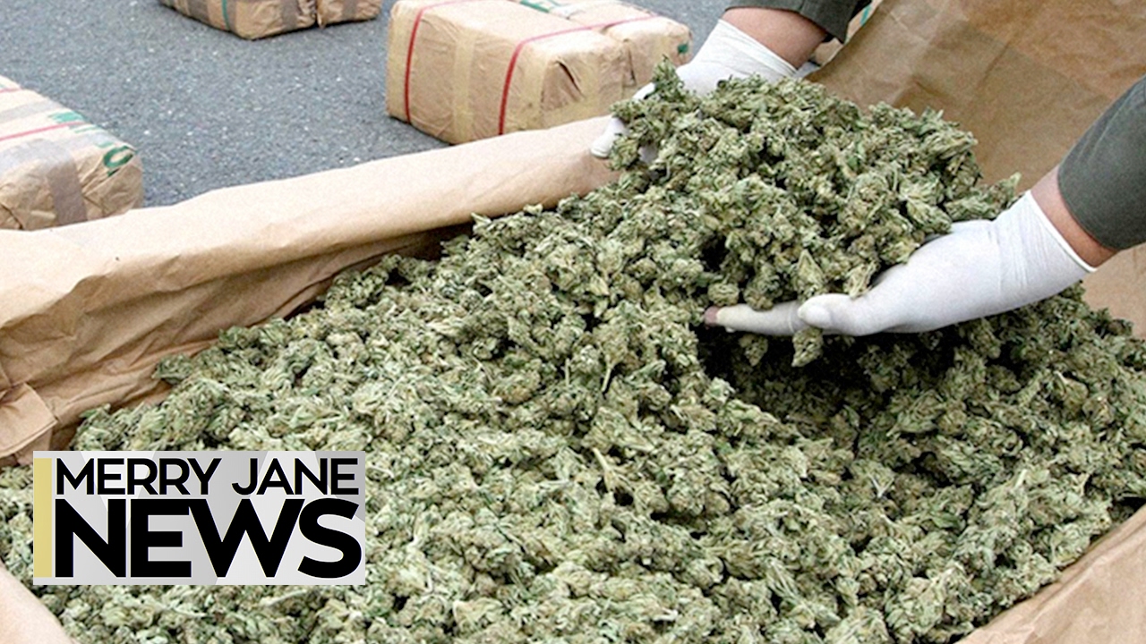 How Dangerous Are Pesticides to Cannabis Users? | MERRY JANE News
