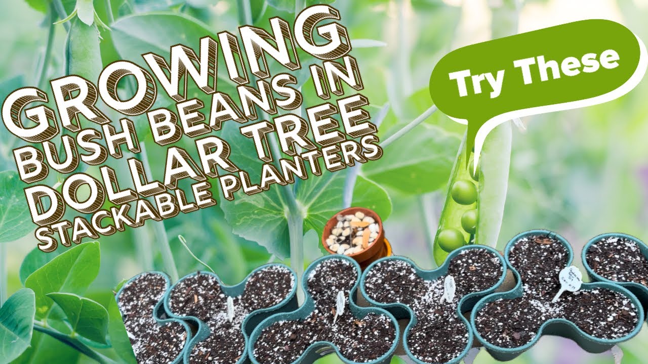 Grow Bush Beans using Dollar Tree Stackable Planters| Let's Grow Something Together