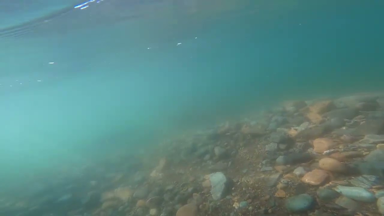 Quesnel River Chinook