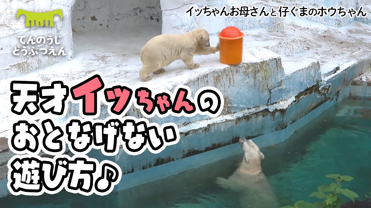 【天王寺動物園】ホウちゃんを巧みに操る🐻‍❄️🐻‍❄️天才イッちゃんの おとなげない遊び方♪ Baby Polar Bear, Houchan, and her mom, Icchan.