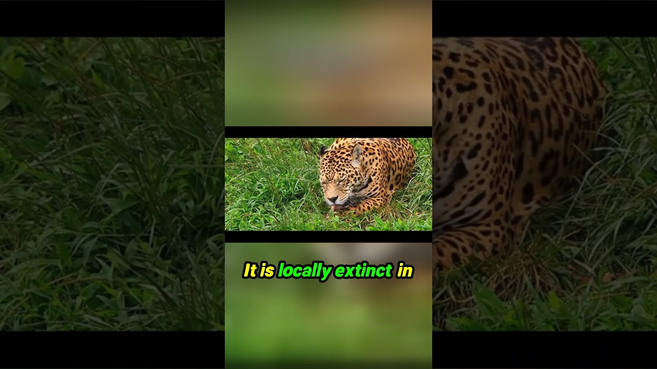 Human Wildlife Conflict  The Hidden Danger to Jaguars