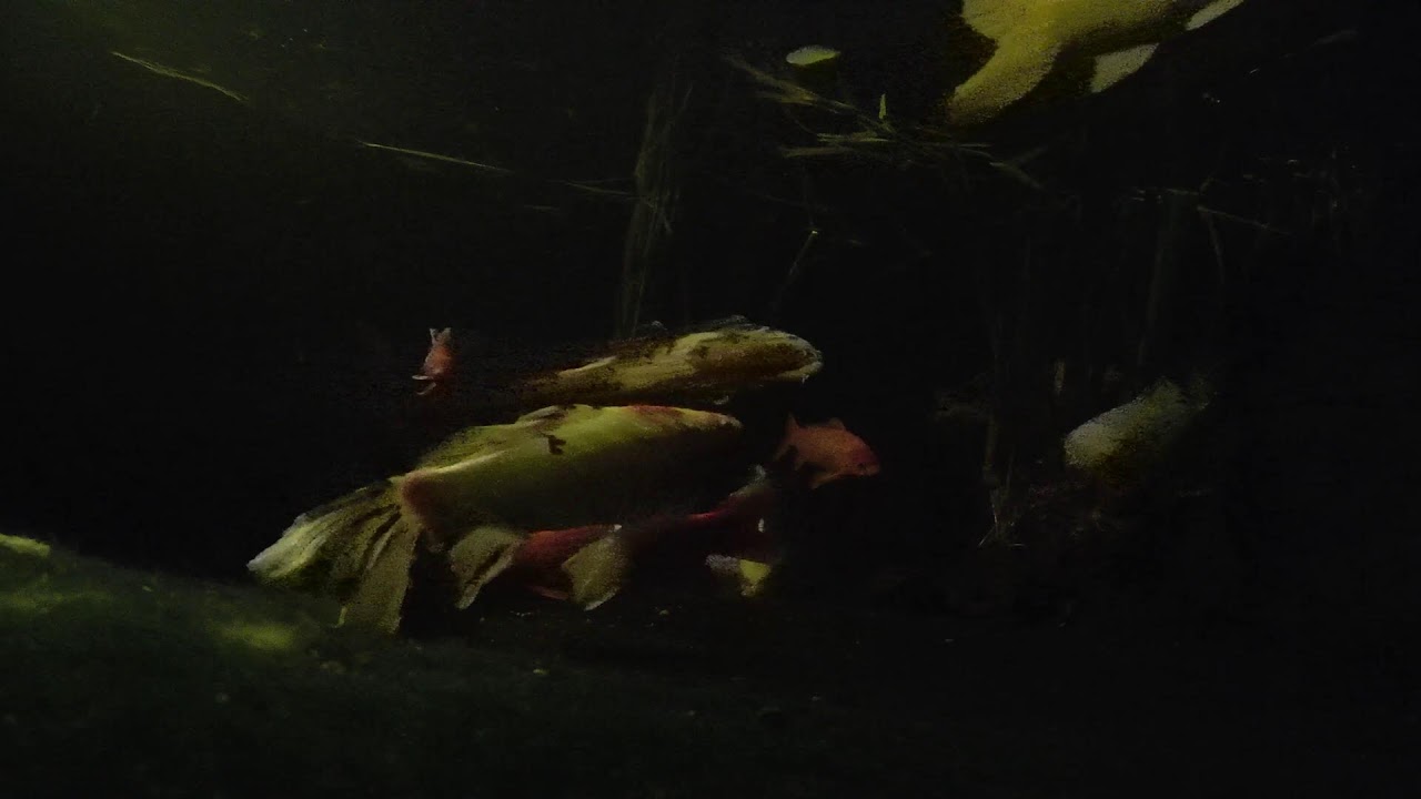 Relaxing Koi & Turtle Pond 🐟 Live Underwater Cam