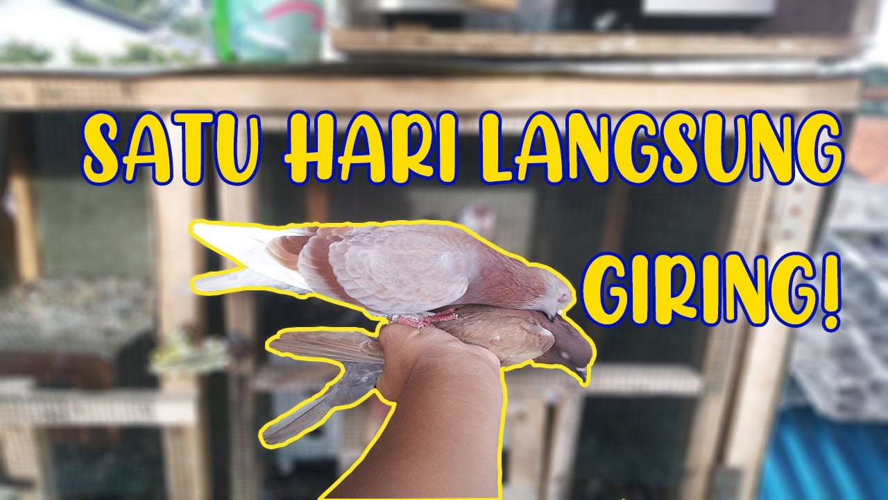 CARA MENGGIRINGKAN MERPATI DENGAN CEPAT 1 HARI #BMC