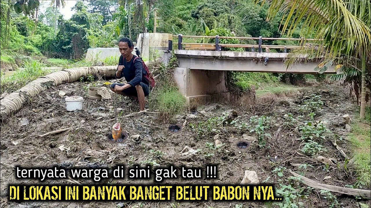 TERNYATA WARGA DI SINI GAK TAU‼️DI LOKASI INI BANYAK BANGET BELUT BABON NYA