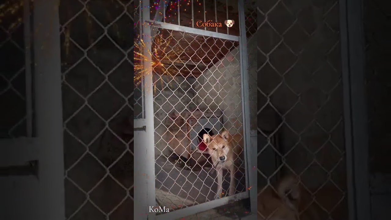 Собака 🐕 лето 2025🐶 КоМа🫣 #творчество #поэзия #песня #собака #ии 