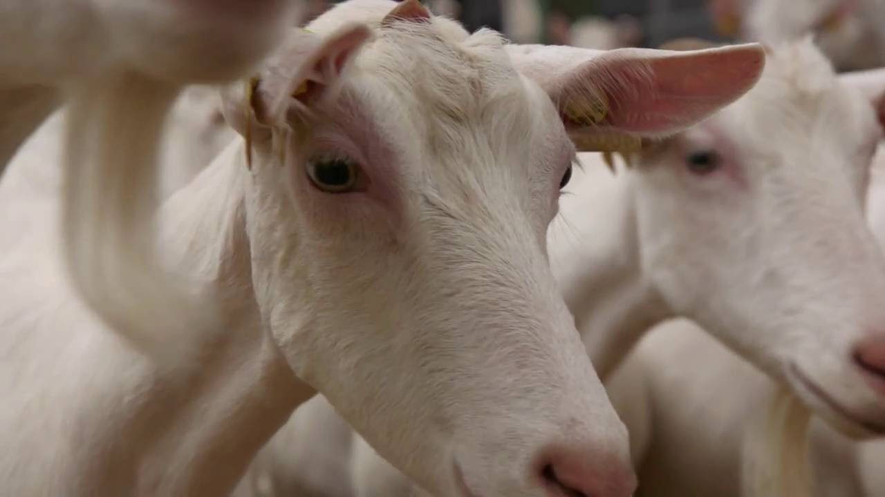Témoignage CEREL dans les Deux-Sèvres