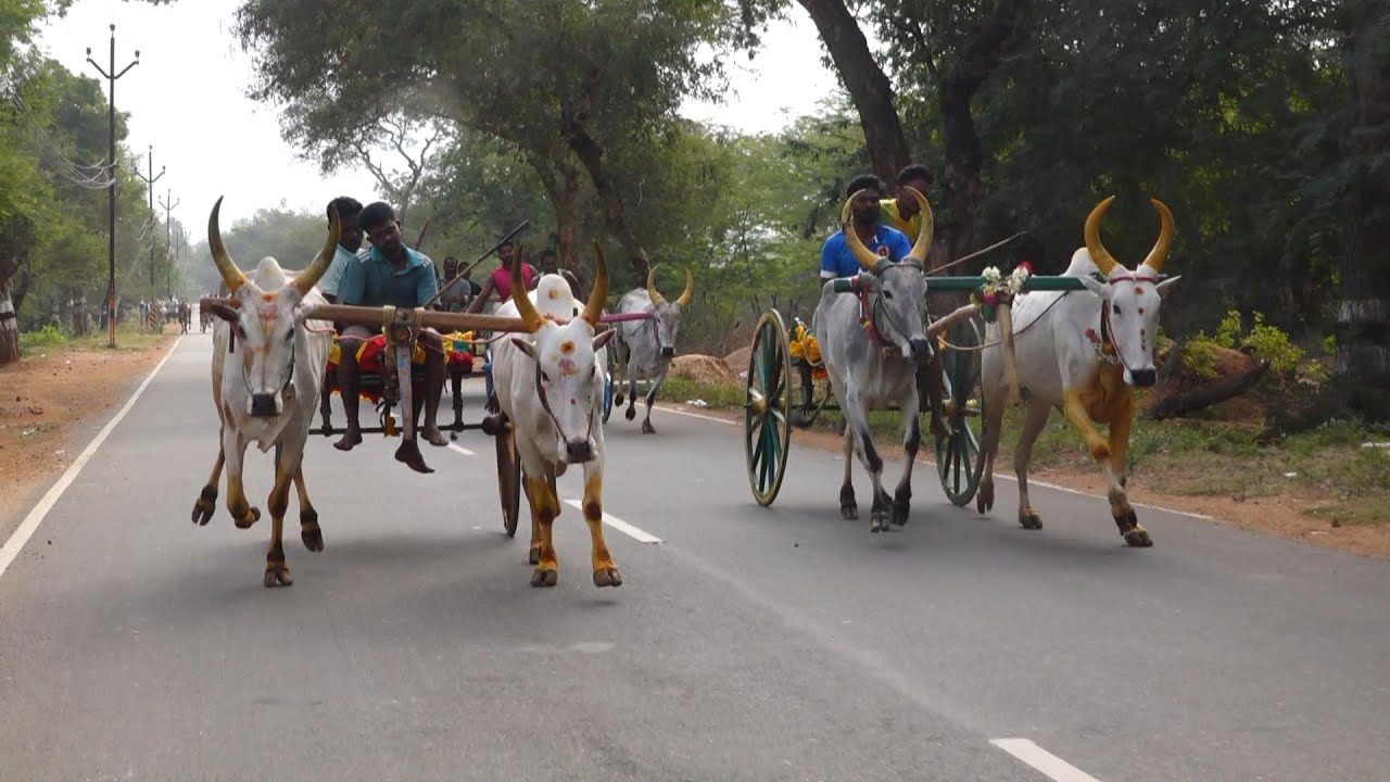 ETSS-திருவேலங்குடி,மாலையிட்டான்பட்டி சிறியமாடு முதல் சுற்று - 01/02/2026