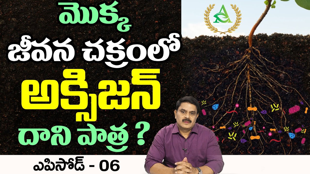 ఎపిసోడ్-06 మొక్క జీవన చక్రంలో ఆక్సిజన్ పాత్ర? |  The role of oxygen in plant life cycle?