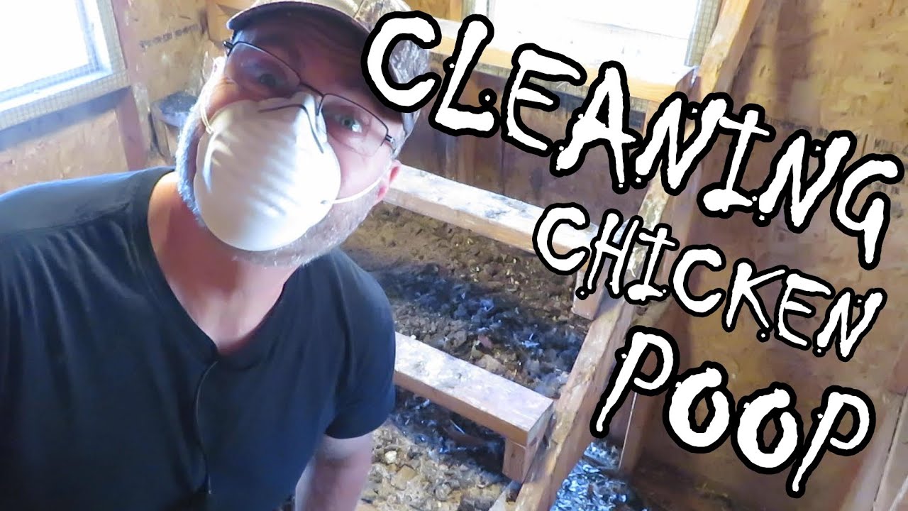 Cleaning your chicken coop - Disgusting but important