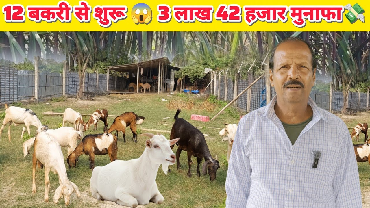 8 प्रेग्नेंट बकरी से बदली किस्मत | Goat Farming से लाखों की कमाई | Goat farming in Hindi | Bakri Pal