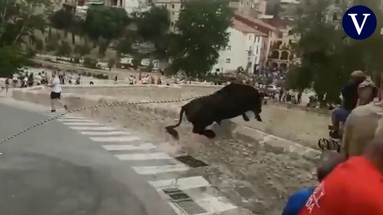 Muere un toro al precipitarse por un puente en Ontinyent durante el tradicional 