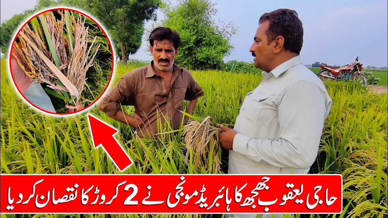 highbrid monji lose farmers millions rupees in 2024 | farmer crying and disappointing the high bred