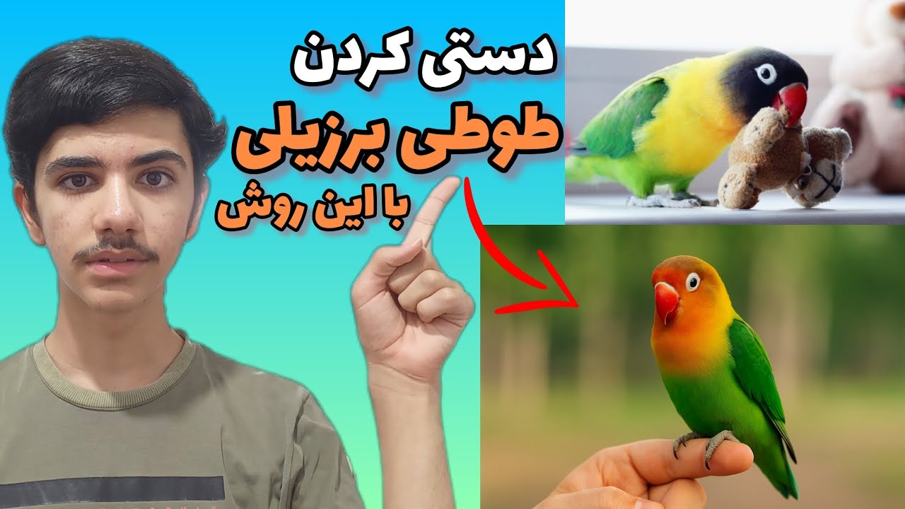 آموزش دستی کردن طوطی برزیلی | طوطیت رو فقط در چند قدم اهلی کن!