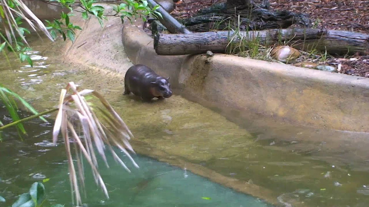 Taronga Visitors May Glimpse New Pygmy Hippo Calf