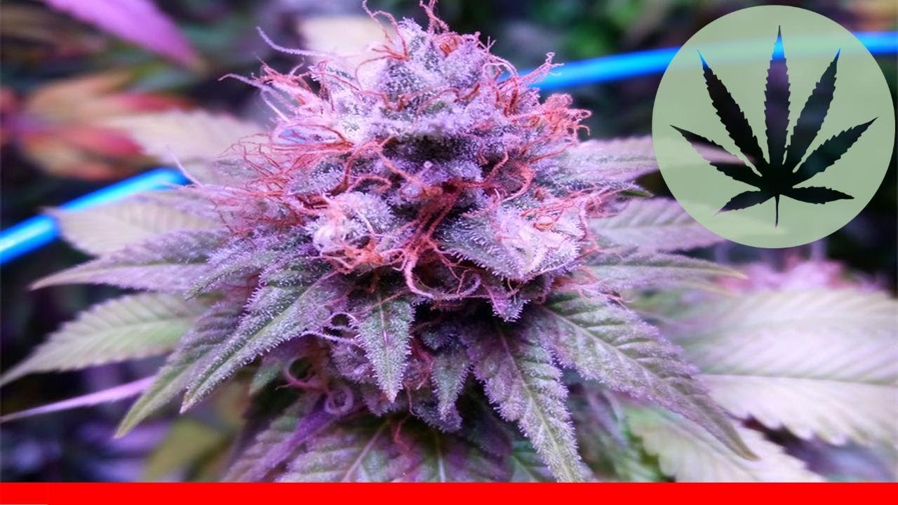 Sour Grape - All About This Strain