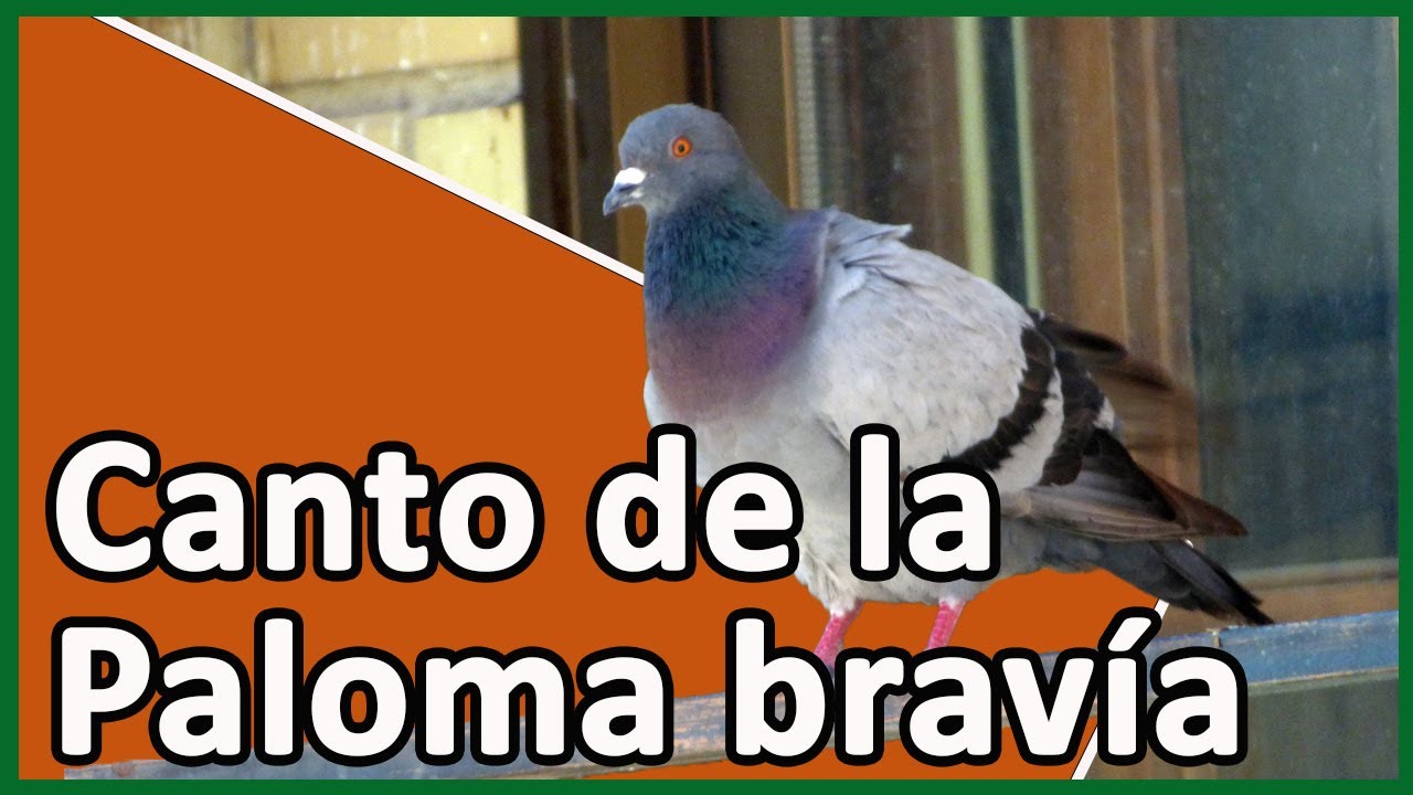 Canto de la Paloma brav&iacute;a (Columba livia)