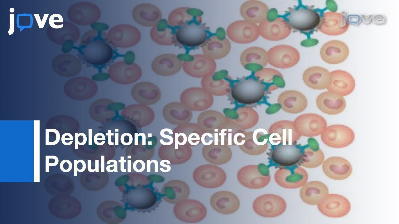 Depletion: Specific Cell Populations By Complement Depletion l Protocol Preview