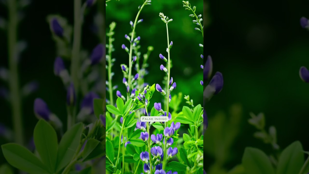 Enhance Your Garden with These Top 10 Purple Perennials #perennials #flowers #garden