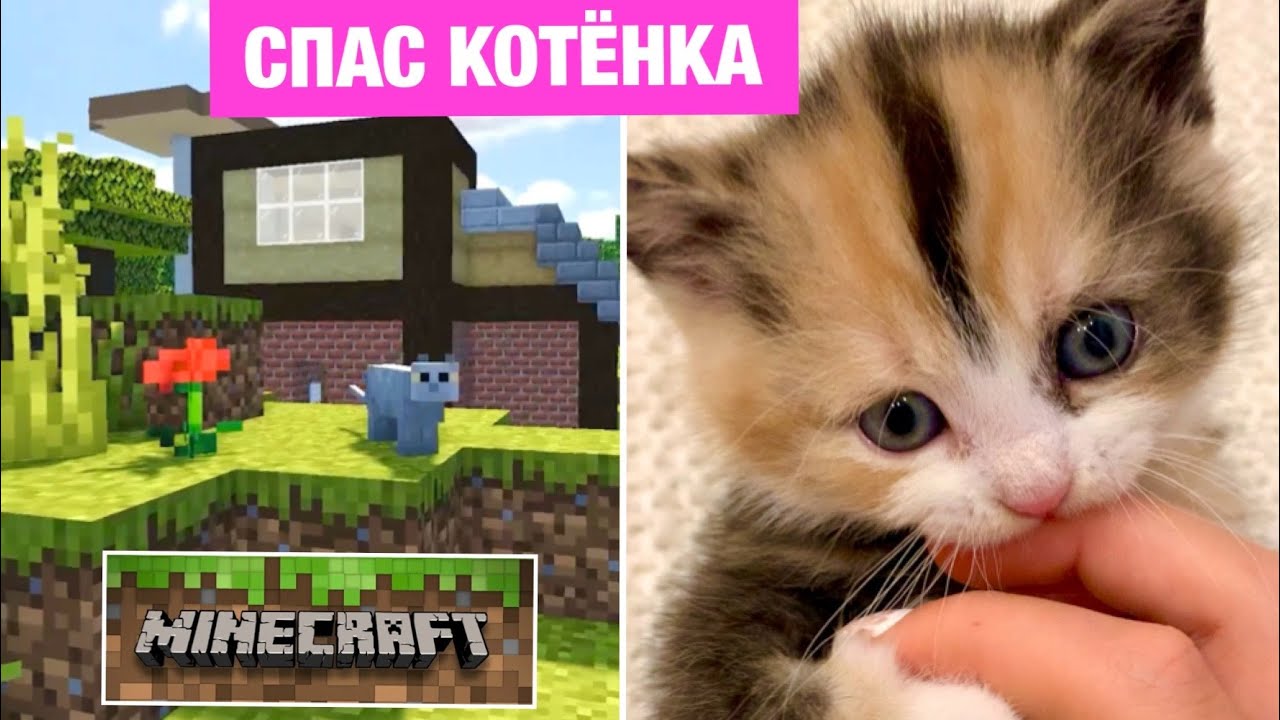 Кот Миллион СПАС КОТЁНКА в МАЙНКРАФТ и ПОСТРОИЛ ЕМУ НОВЫЙ Майнкрафт ДОМ 😱